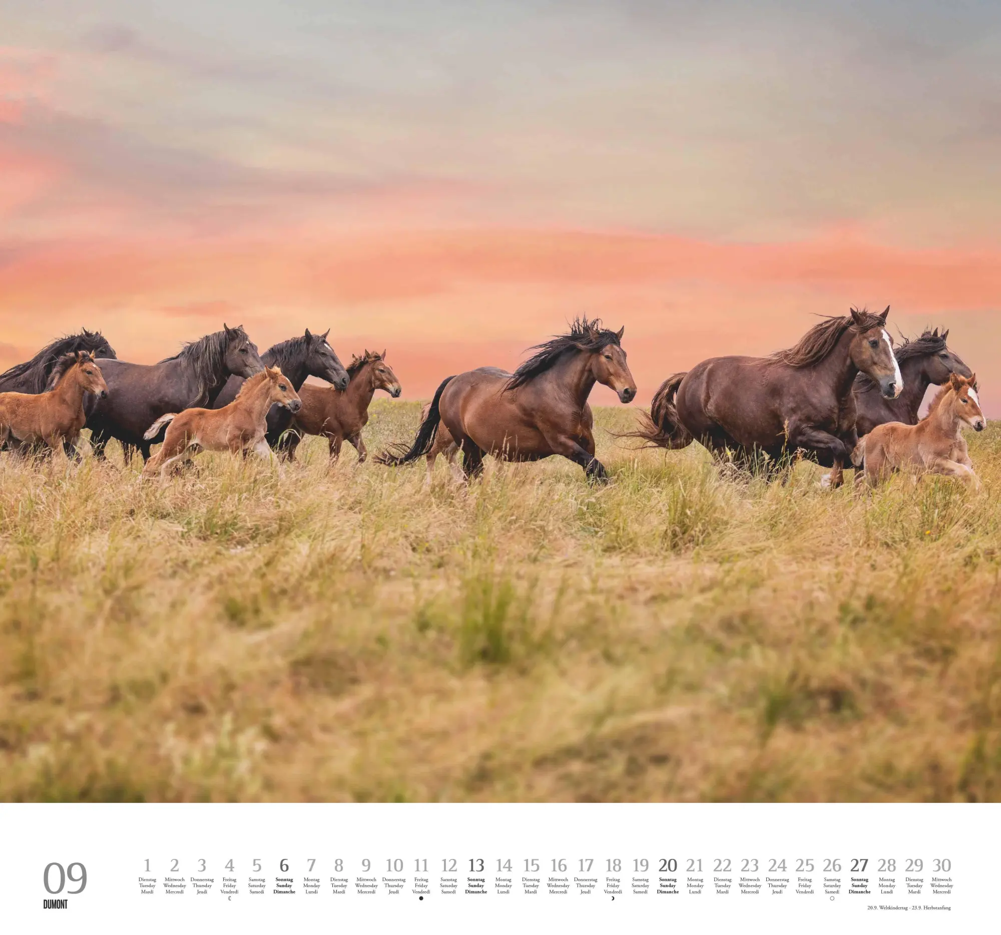 Bild: 4069095006133 | Geliebte Pferde 2026 - DUMONT-Wandkalender - Pferdefotografie von...