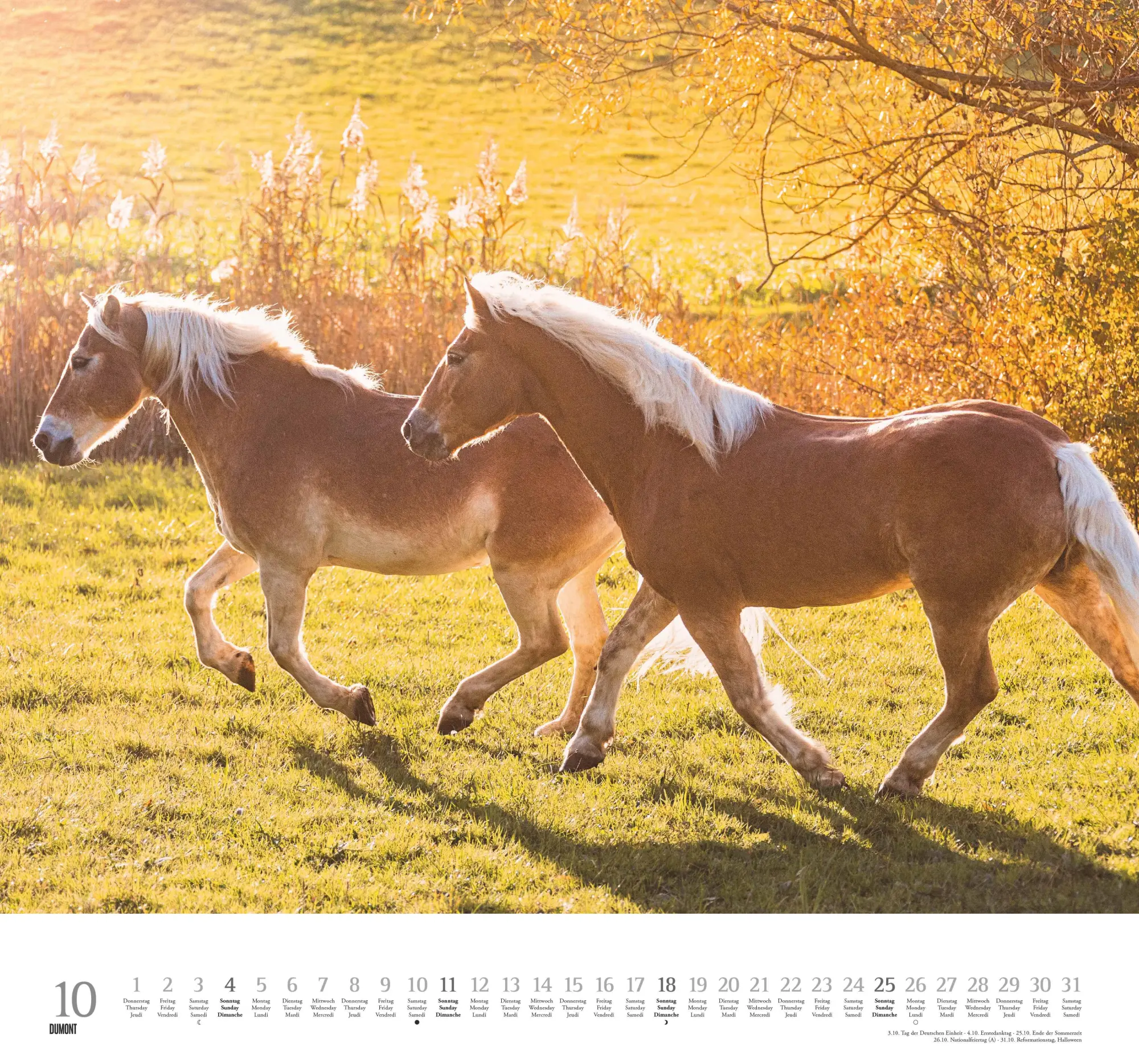 Bild: 4069095006133 | Geliebte Pferde 2026 - DUMONT-Wandkalender - Pferdefotografie von...