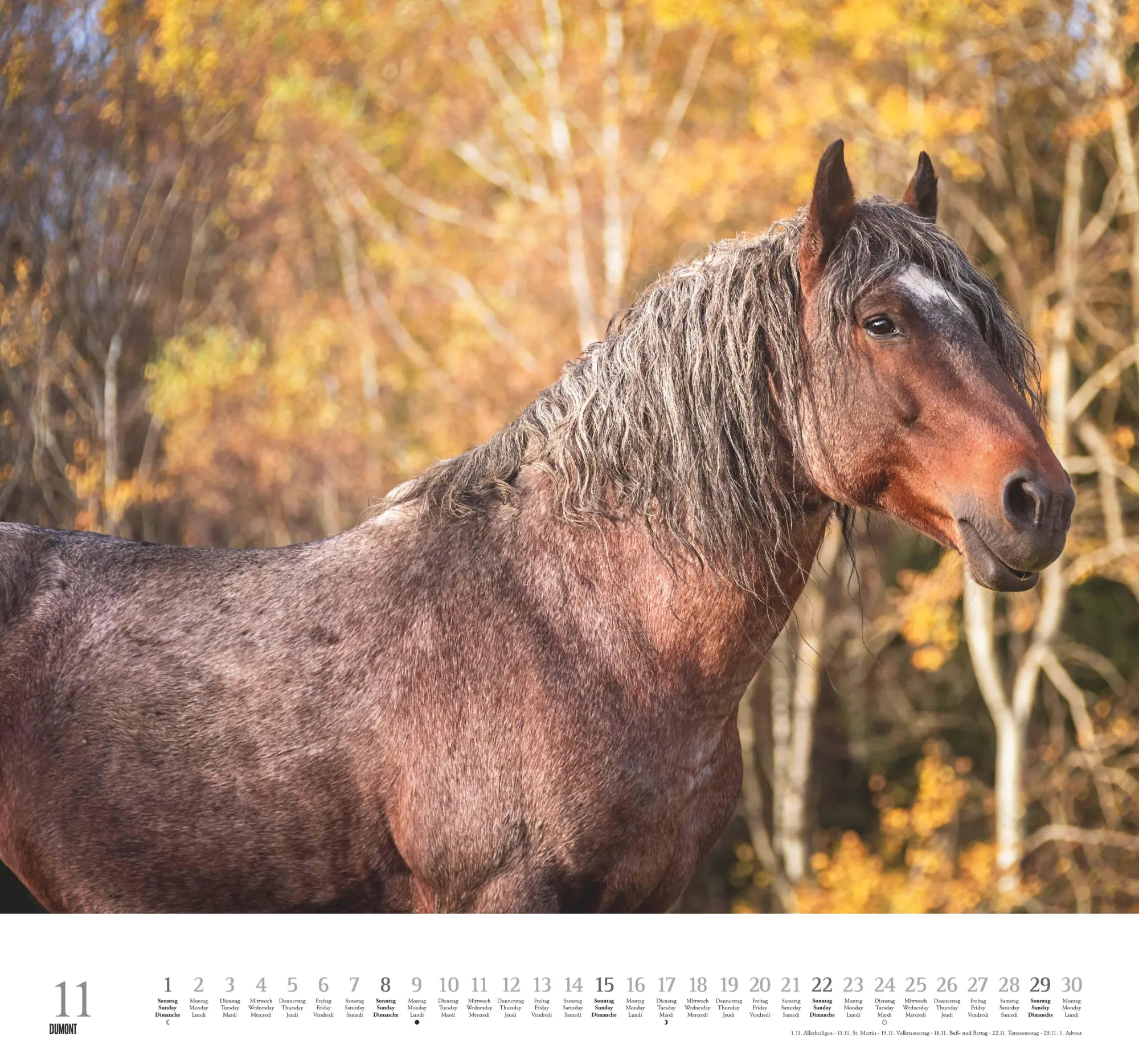 Bild: 4069095006133 | Geliebte Pferde 2026 - DUMONT-Wandkalender - Pferdefotografie von...