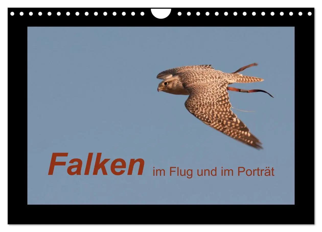 Cover: 9783516216233 | Falken im Flug und im Porträt (Wandkalender 2026 DIN A4 quer),...