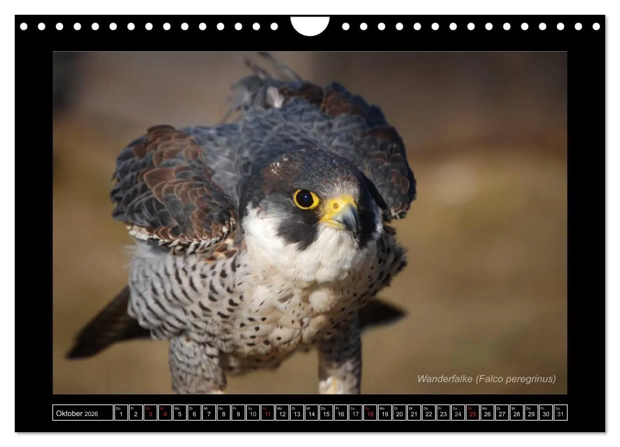 Bild: 9783516216233 | Falken im Flug und im Porträt (Wandkalender 2026 DIN A4 quer),...