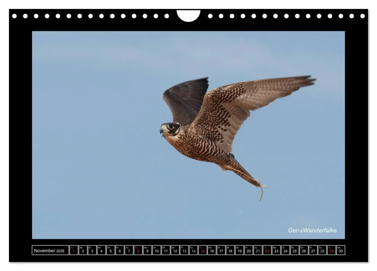 Bild: 9783516216233 | Falken im Flug und im Porträt (Wandkalender 2026 DIN A4 quer),...