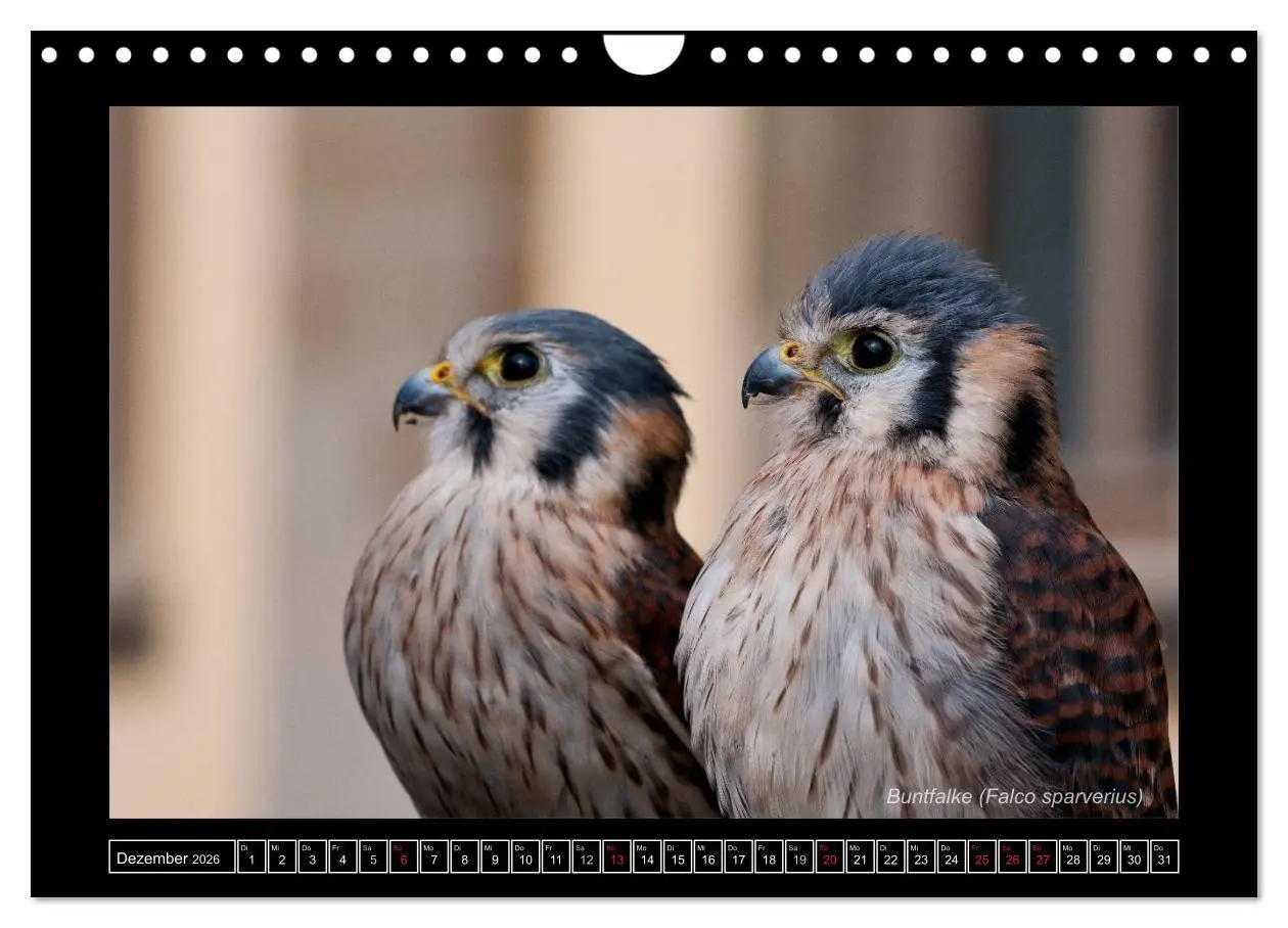 Bild: 9783516216233 | Falken im Flug und im Porträt (Wandkalender 2026 DIN A4 quer),...