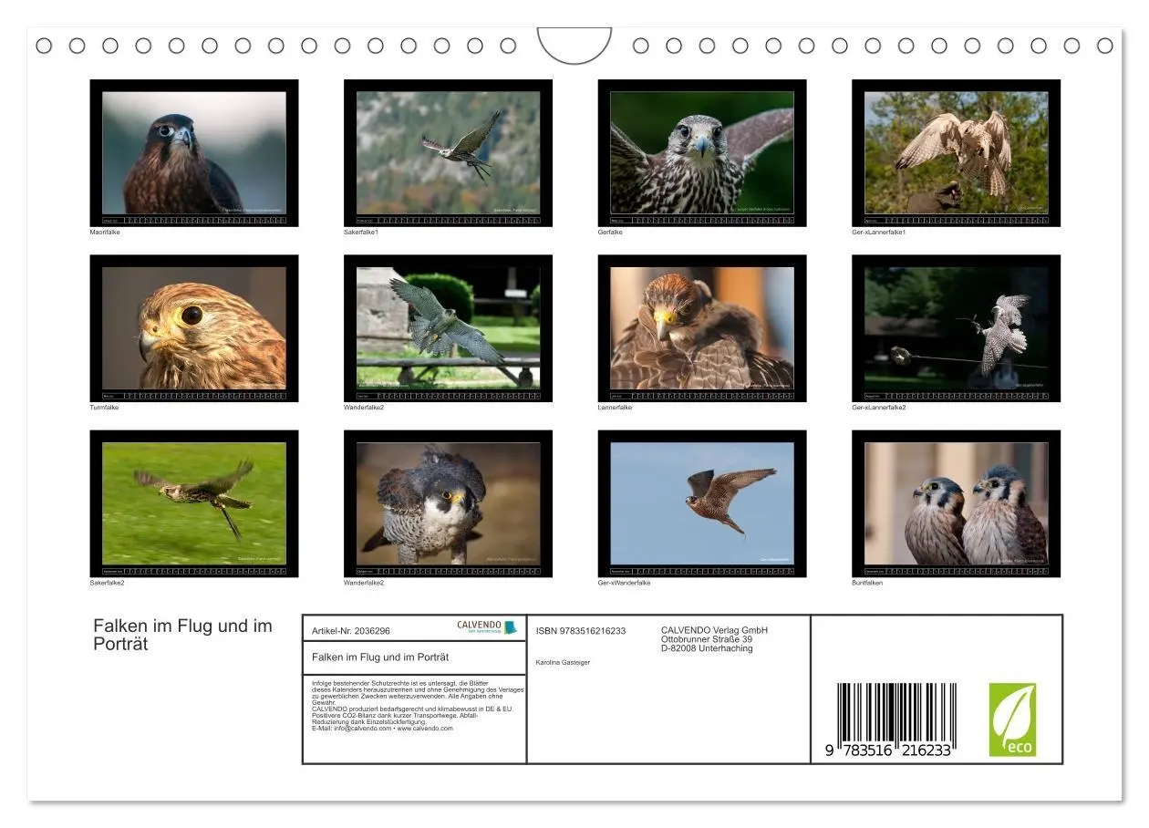 Bild: 9783516216233 | Falken im Flug und im Porträt (Wandkalender 2026 DIN A4 quer),...