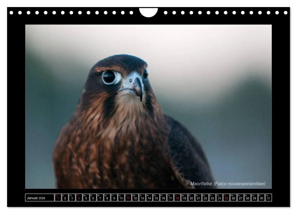 Bild: 9783516216233 | Falken im Flug und im Porträt (Wandkalender 2026 DIN A4 quer),...