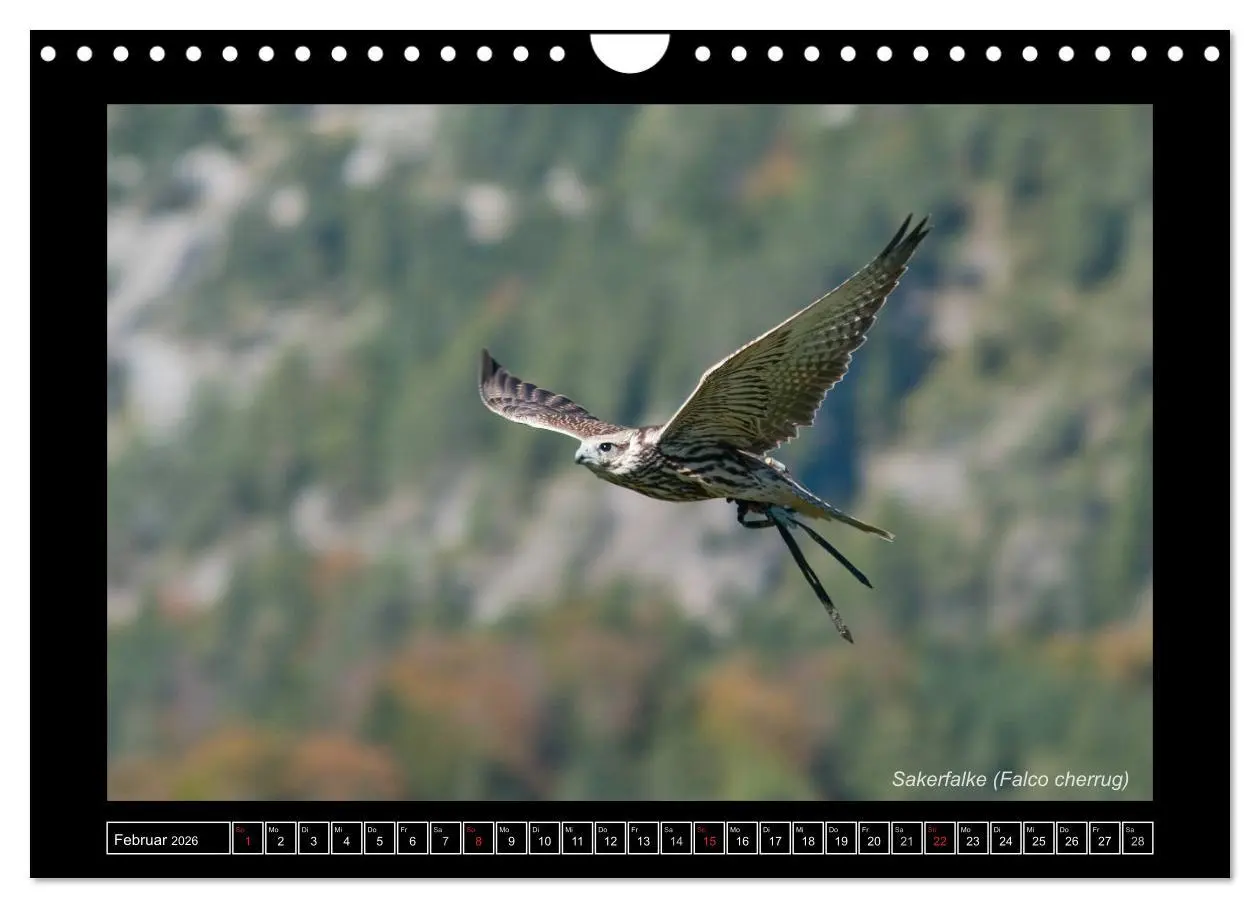Bild: 9783516216233 | Falken im Flug und im Porträt (Wandkalender 2026 DIN A4 quer),...