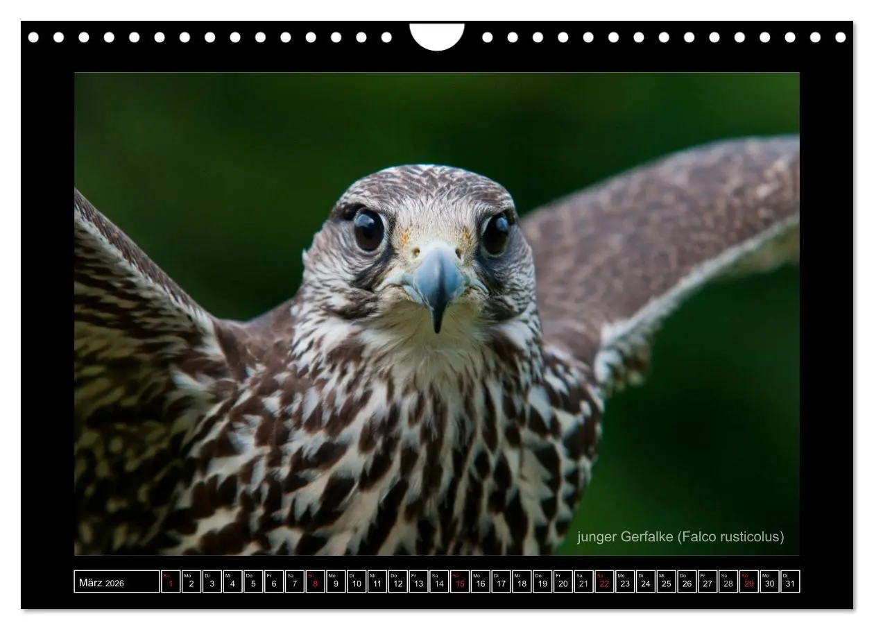 Bild: 9783516216233 | Falken im Flug und im Porträt (Wandkalender 2026 DIN A4 quer),...