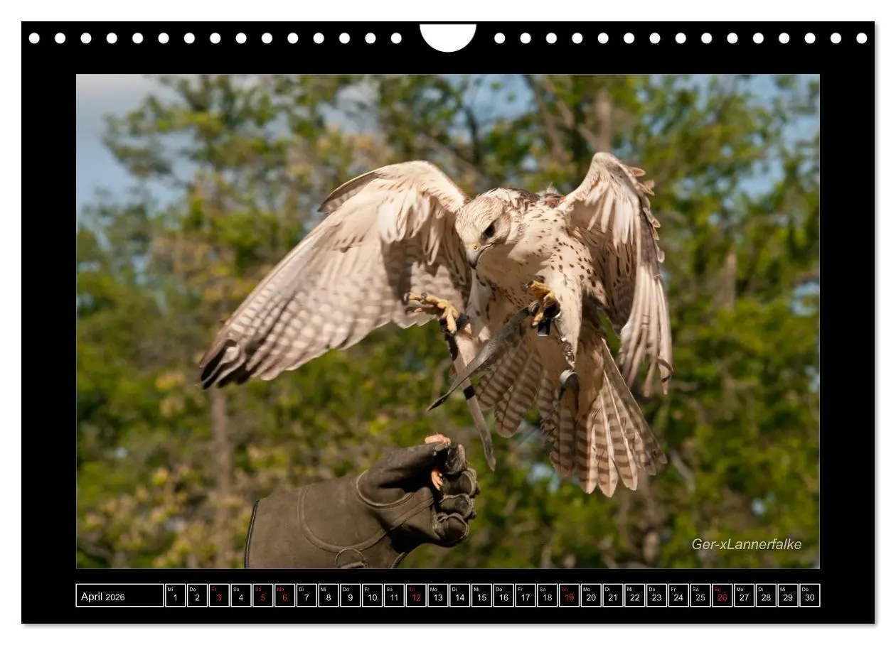 Bild: 9783516216233 | Falken im Flug und im Porträt (Wandkalender 2026 DIN A4 quer),...