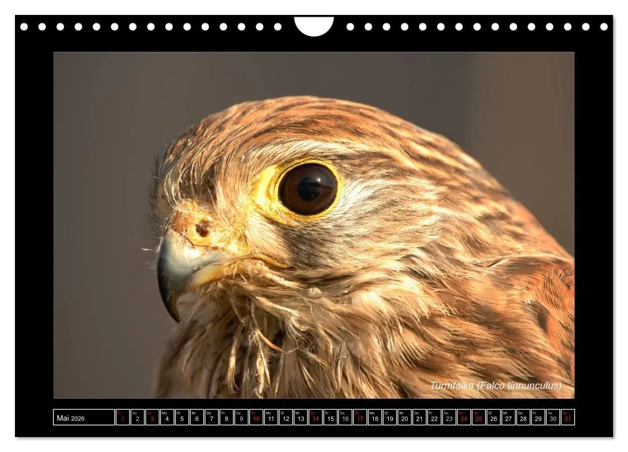 Bild: 9783516216233 | Falken im Flug und im Porträt (Wandkalender 2026 DIN A4 quer),...