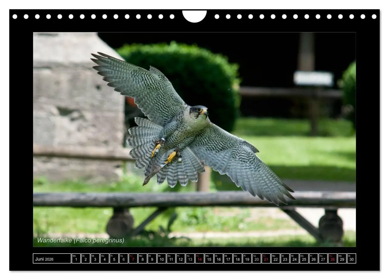 Bild: 9783516216233 | Falken im Flug und im Porträt (Wandkalender 2026 DIN A4 quer),...