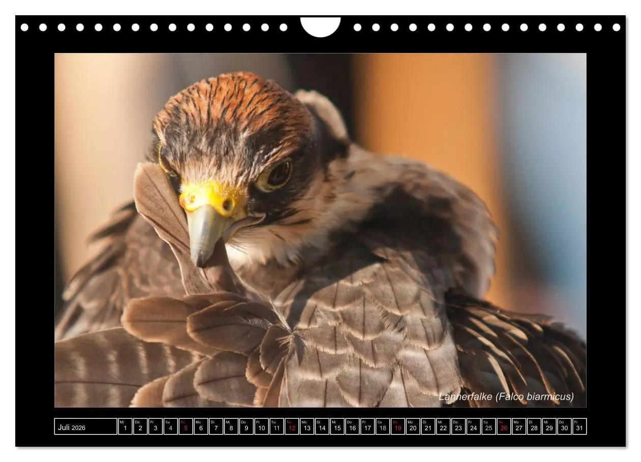 Bild: 9783516216233 | Falken im Flug und im Porträt (Wandkalender 2026 DIN A4 quer),...