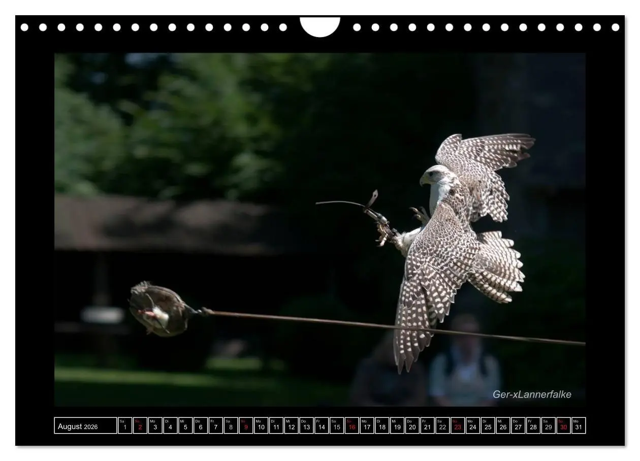 Bild: 9783516216233 | Falken im Flug und im Porträt (Wandkalender 2026 DIN A4 quer),...