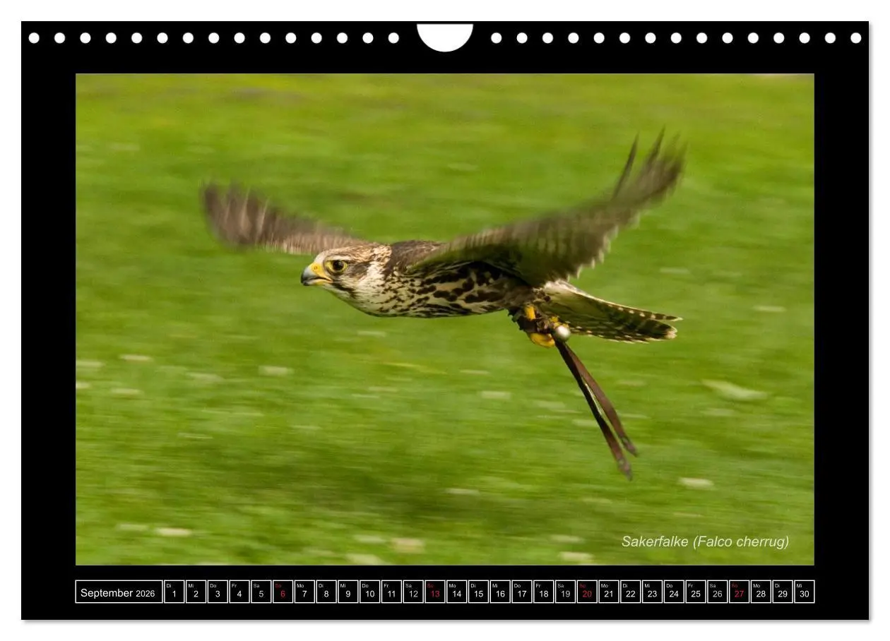 Bild: 9783516216233 | Falken im Flug und im Porträt (Wandkalender 2026 DIN A4 quer),...