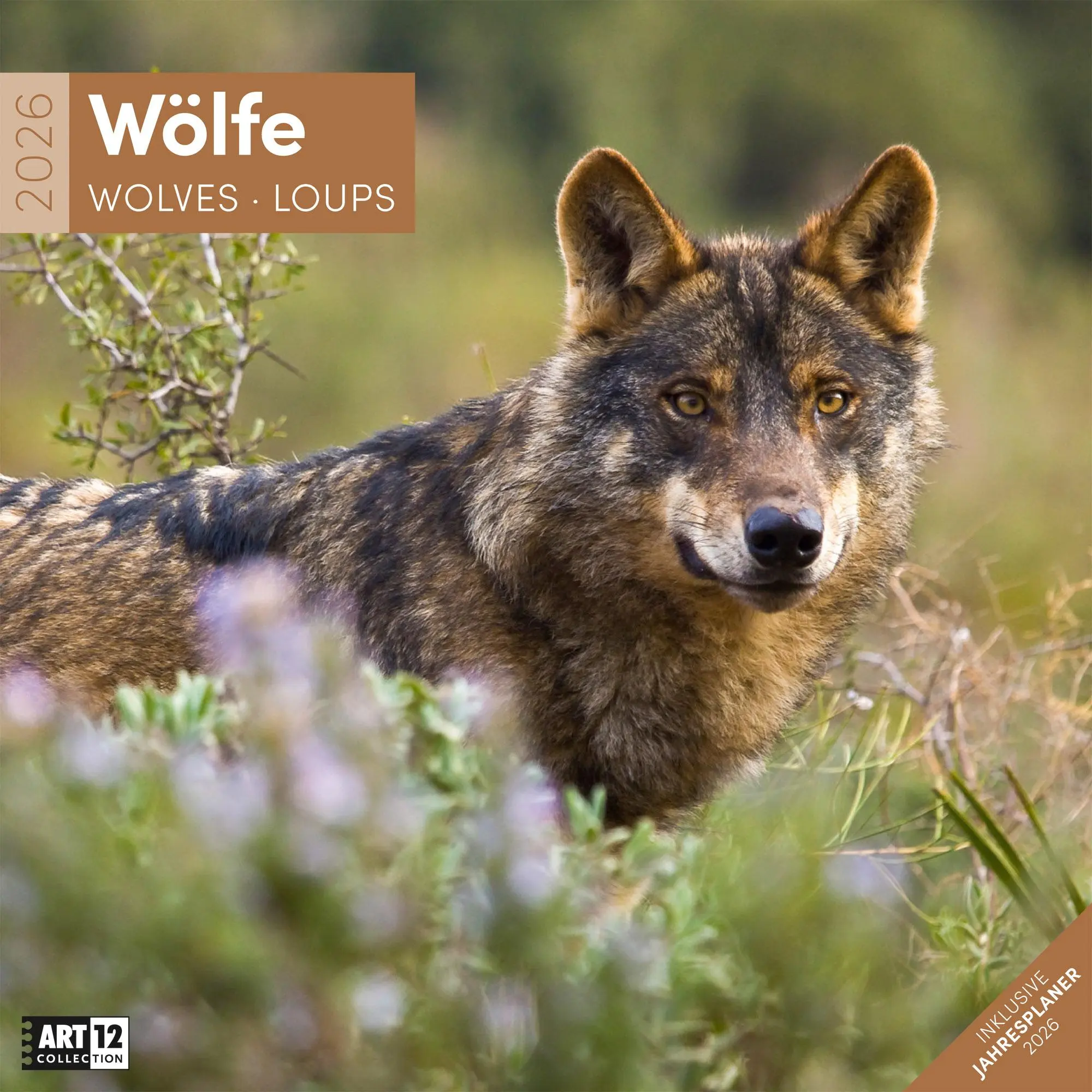 Cover: 9783838446233 | Wölfe Kalender 2026 - 30x30 | Ackermann Kunstverlag GmbH | Kalender