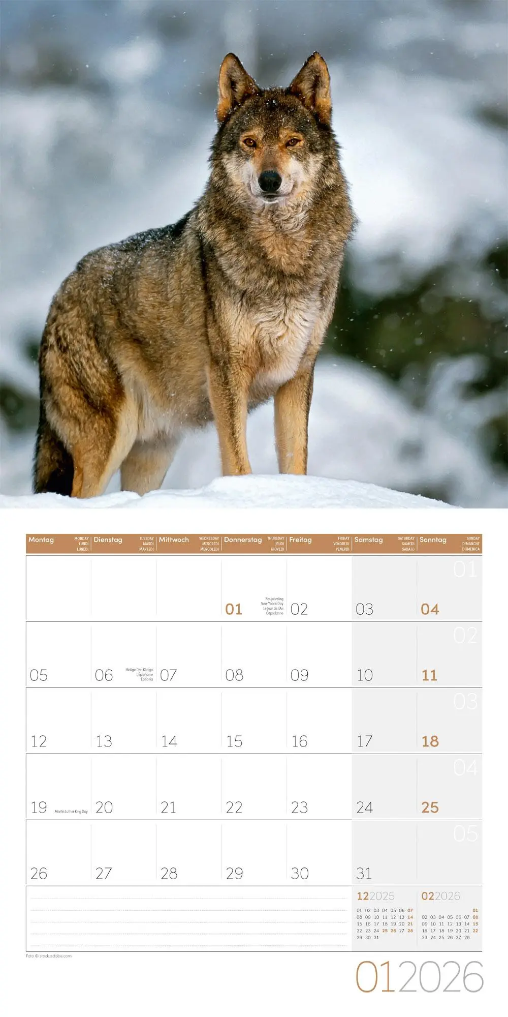 Bild: 9783838446233 | Wölfe Kalender 2026 - 30x30 | Ackermann Kunstverlag GmbH | Kalender
