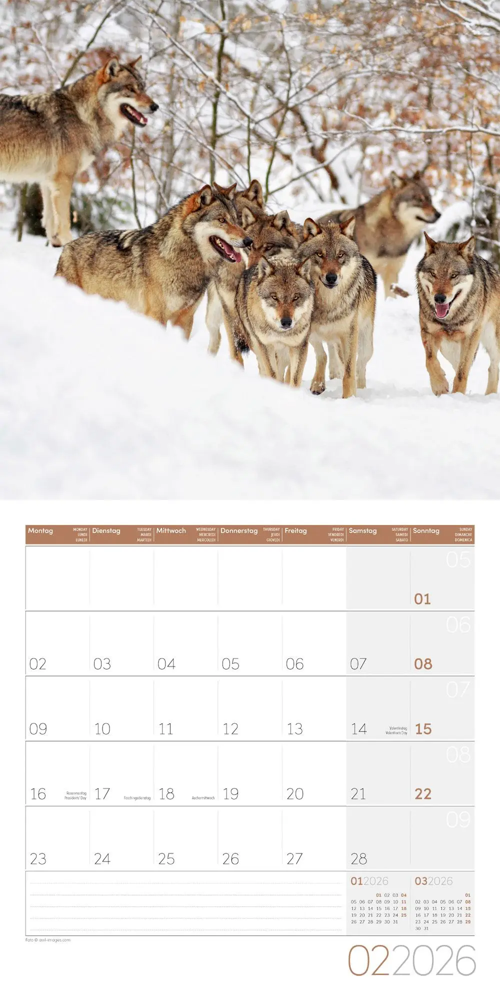Bild: 9783838446233 | Wölfe Kalender 2026 - 30x30 | Ackermann Kunstverlag GmbH | Kalender