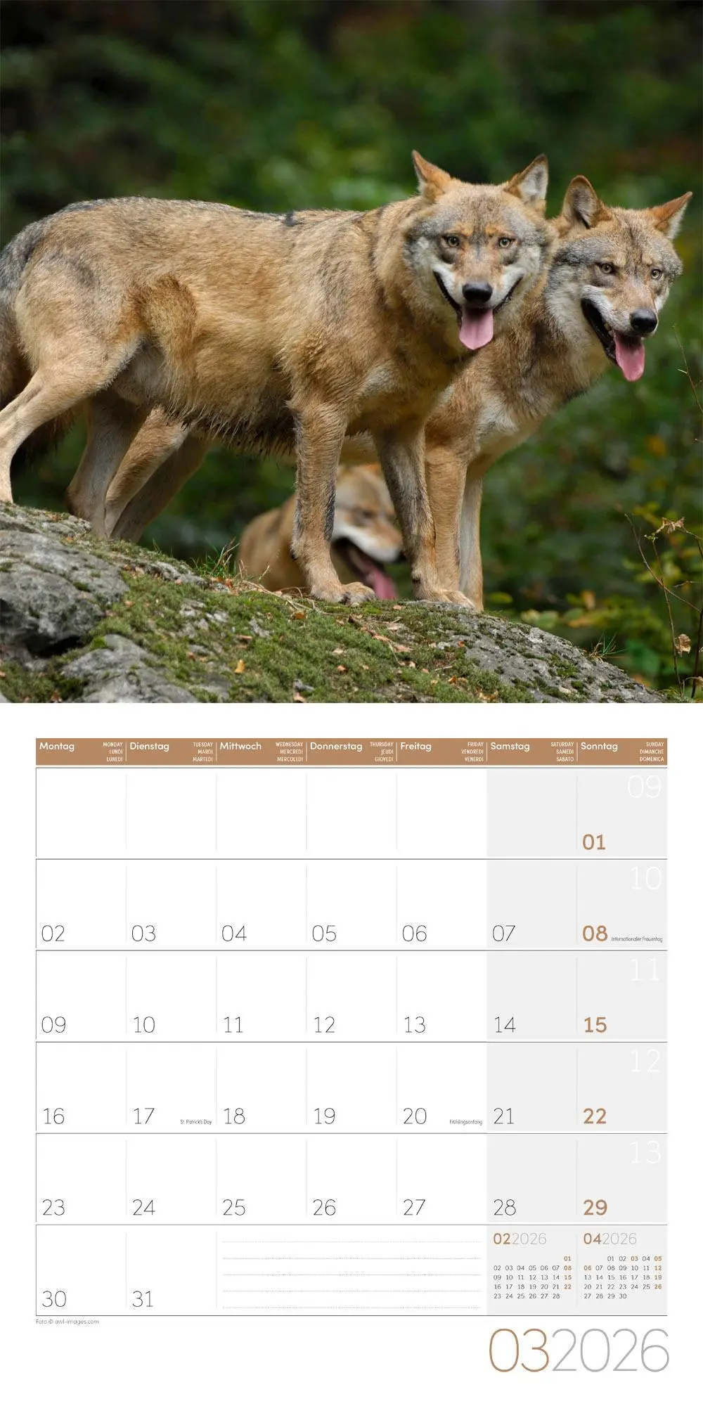 Bild: 9783838446233 | Wölfe Kalender 2026 - 30x30 | Ackermann Kunstverlag GmbH | Kalender