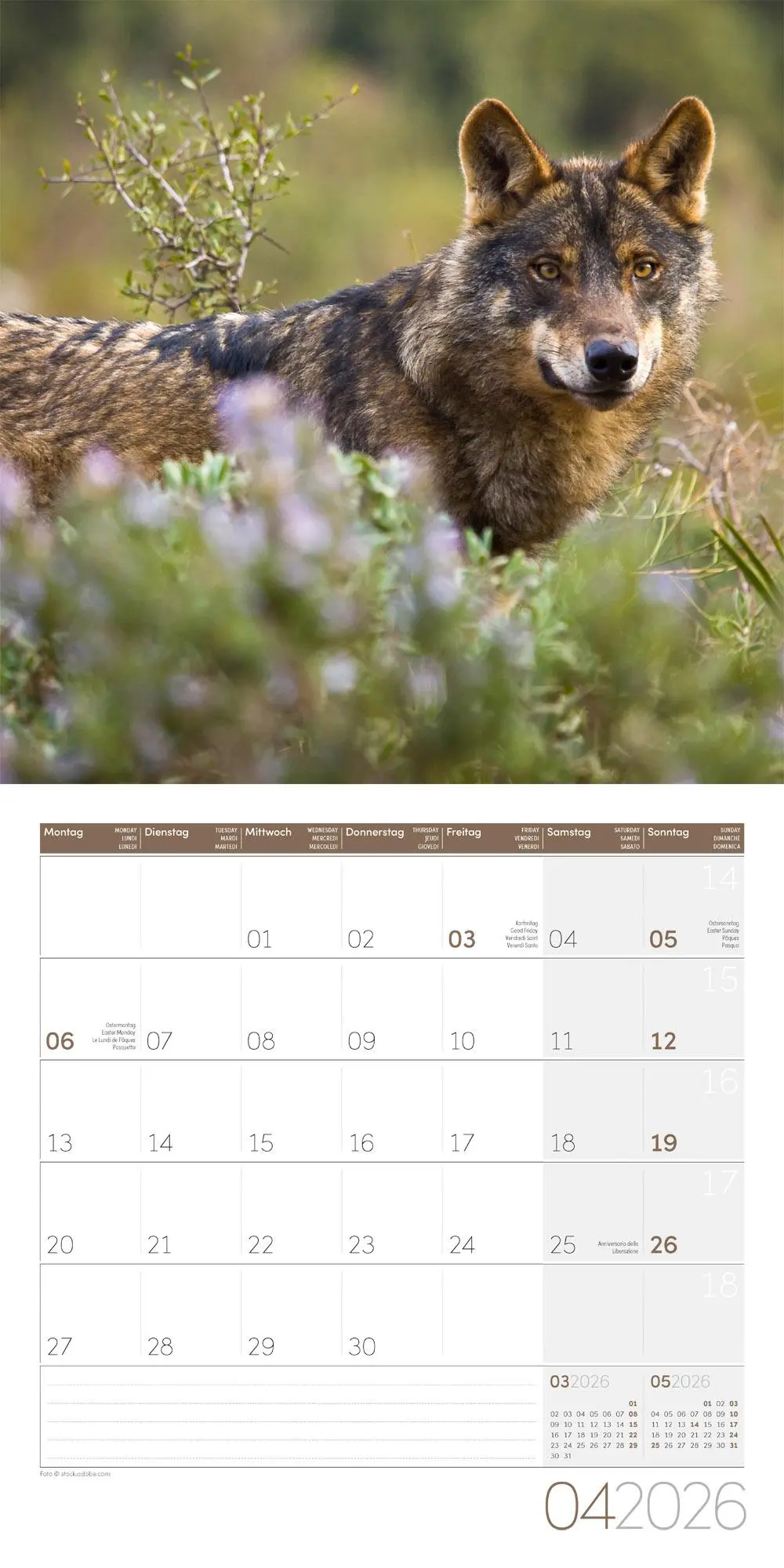 Bild: 9783838446233 | Wölfe Kalender 2026 - 30x30 | Ackermann Kunstverlag GmbH | Kalender