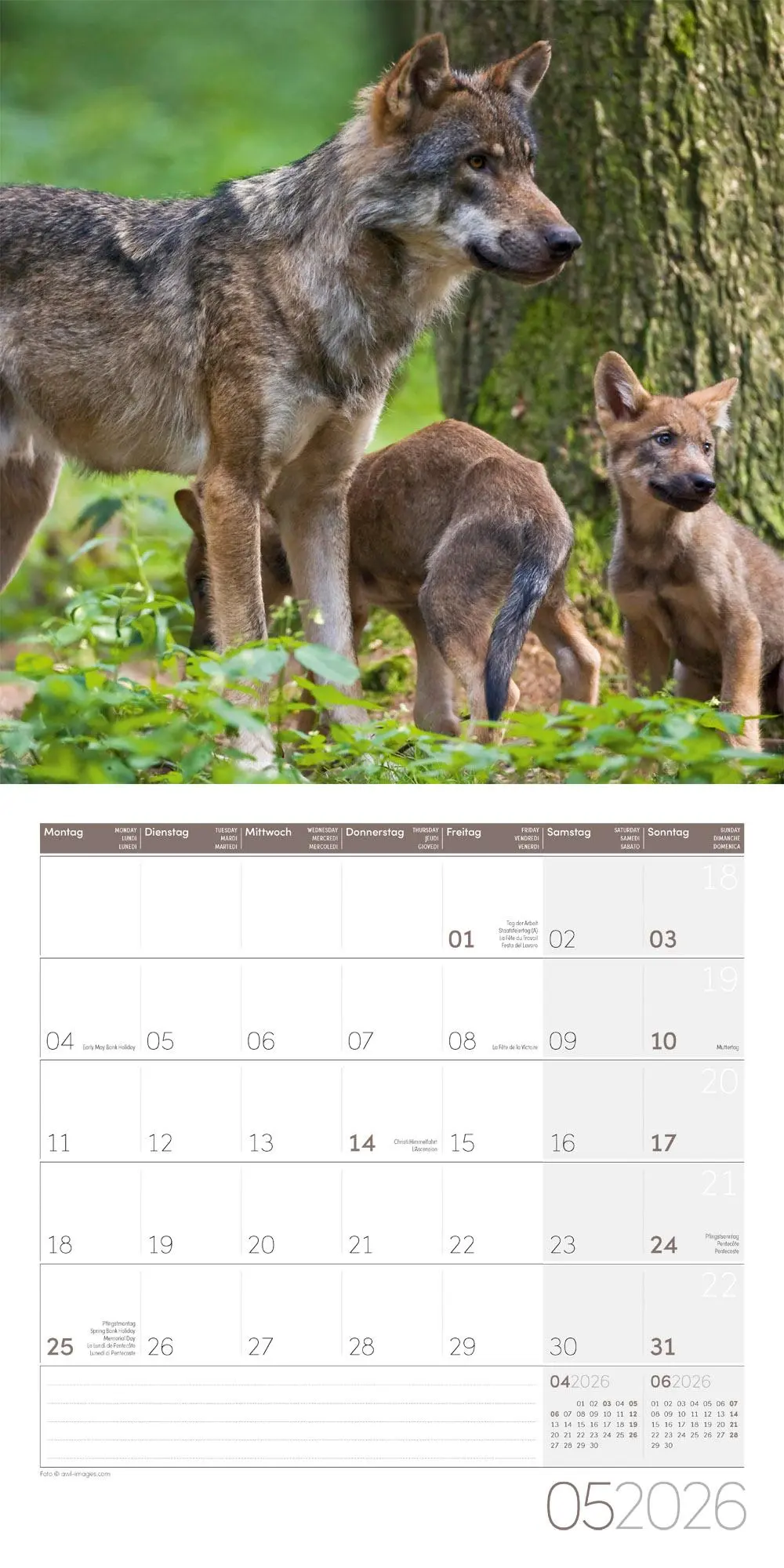 Bild: 9783838446233 | Wölfe Kalender 2026 - 30x30 | Ackermann Kunstverlag GmbH | Kalender