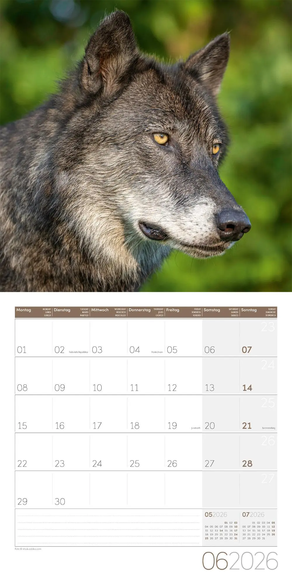 Bild: 9783838446233 | Wölfe Kalender 2026 - 30x30 | Ackermann Kunstverlag GmbH | Kalender