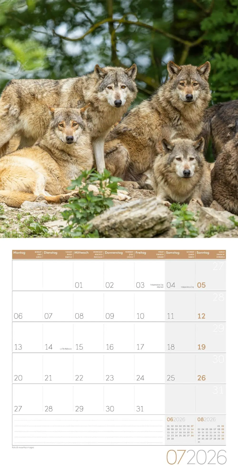 Bild: 9783838446233 | Wölfe Kalender 2026 - 30x30 | Ackermann Kunstverlag GmbH | Kalender