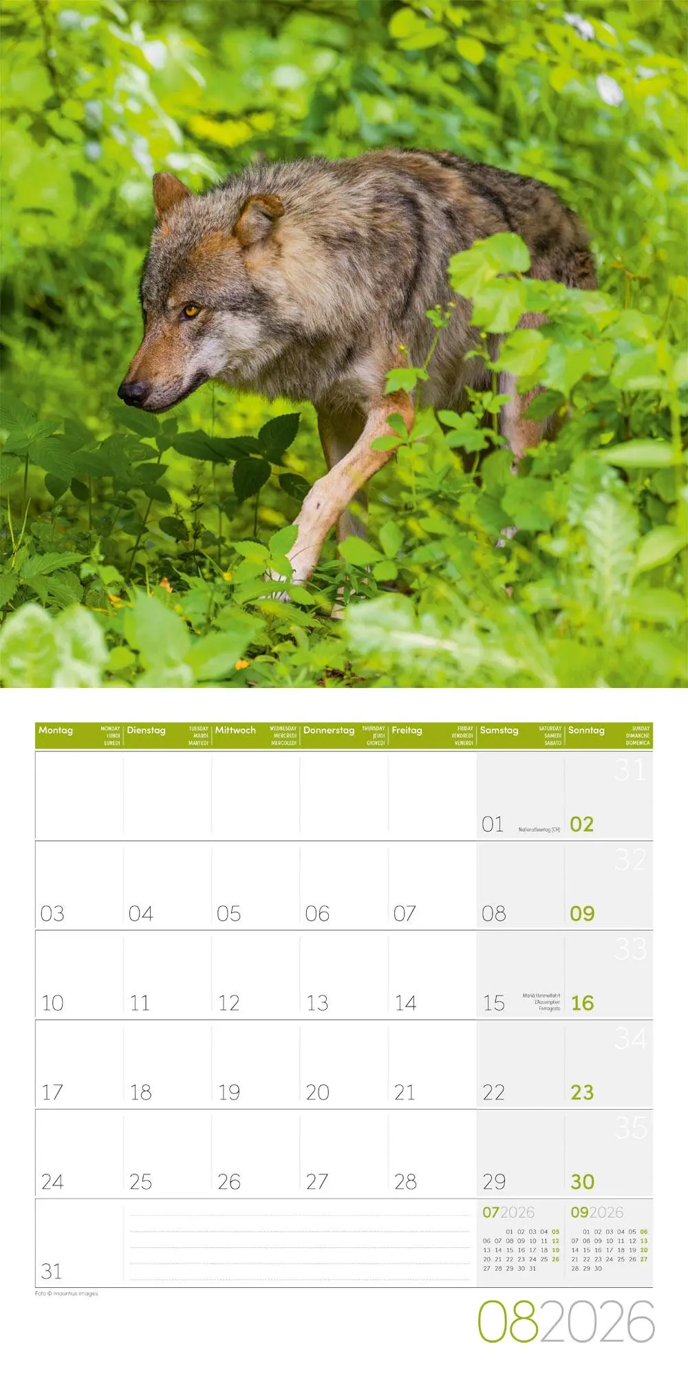 Bild: 9783838446233 | Wölfe Kalender 2026 - 30x30 | Ackermann Kunstverlag GmbH | Kalender