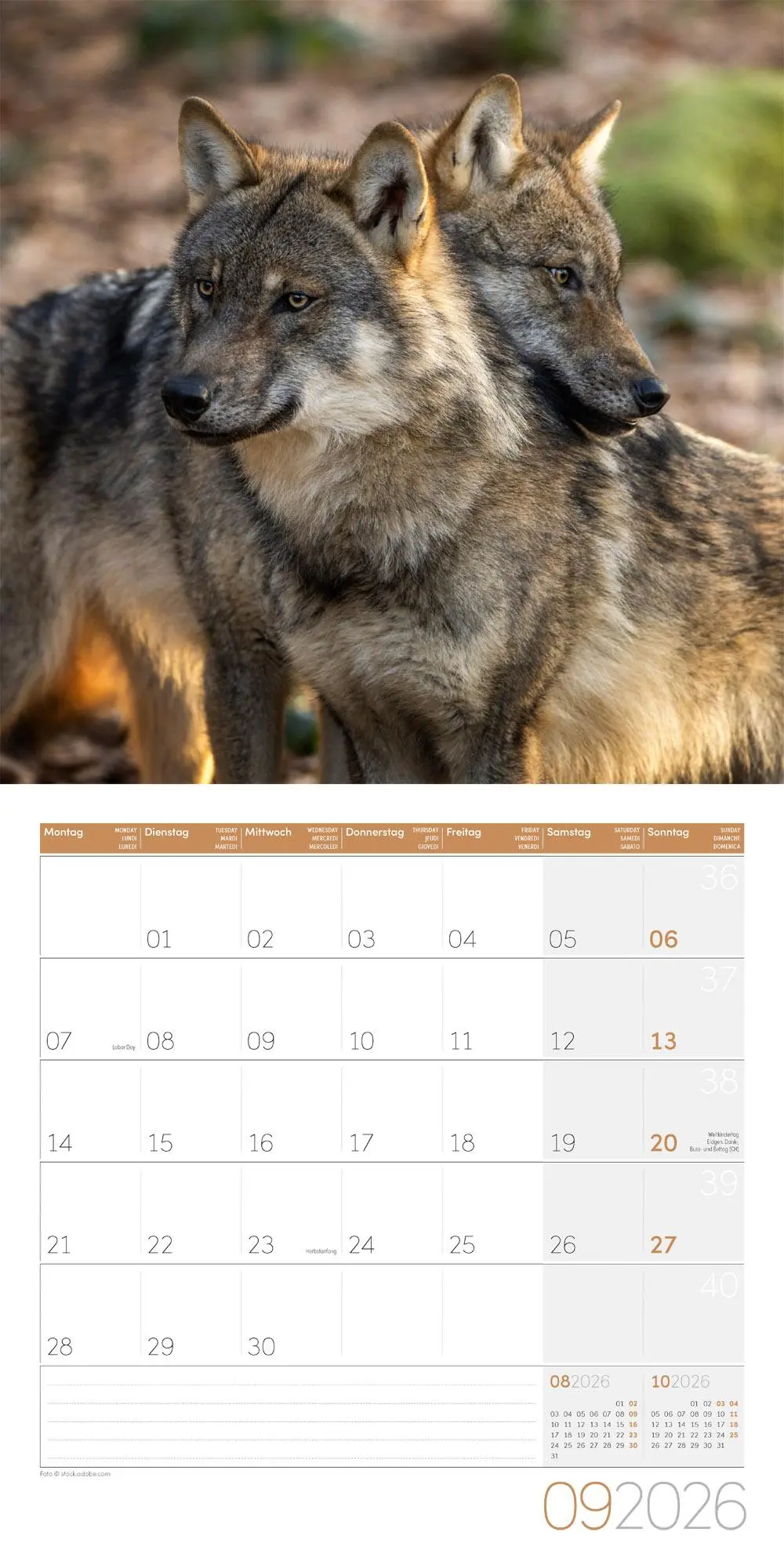 Bild: 9783838446233 | Wölfe Kalender 2026 - 30x30 | Ackermann Kunstverlag GmbH | Kalender
