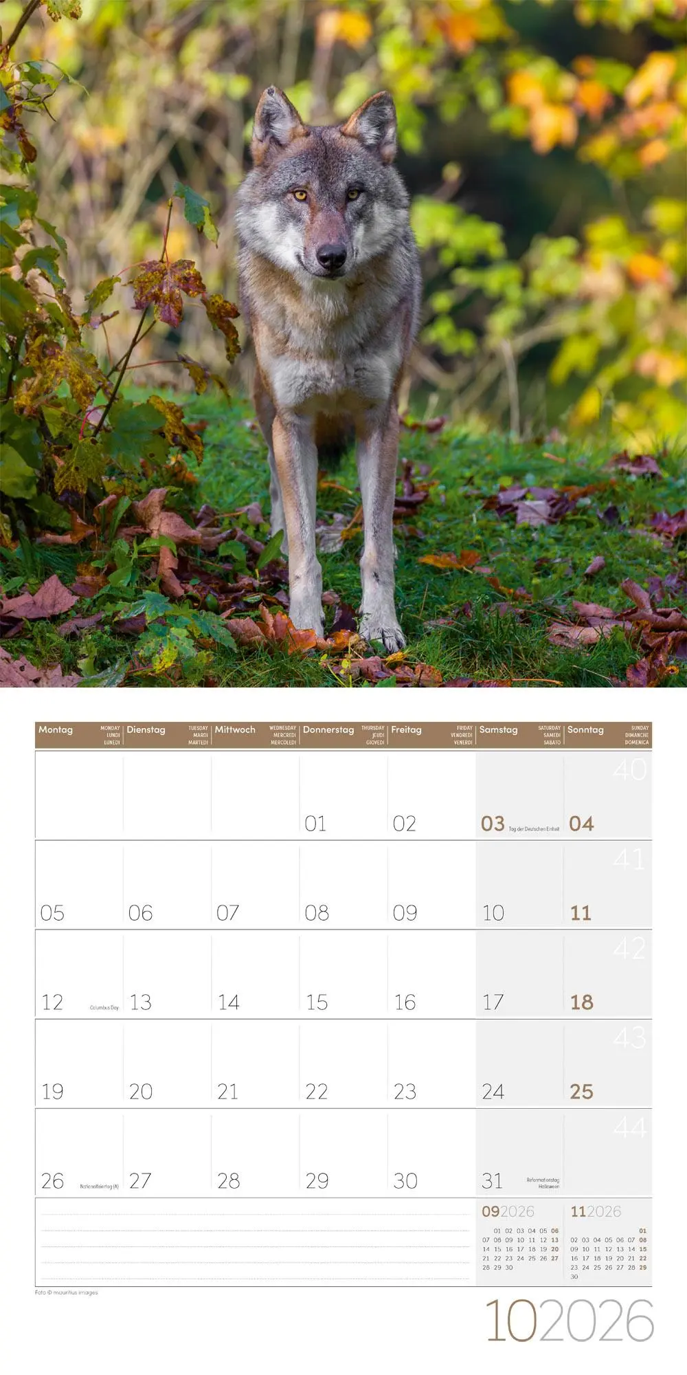 Bild: 9783838446233 | Wölfe Kalender 2026 - 30x30 | Ackermann Kunstverlag GmbH | Kalender