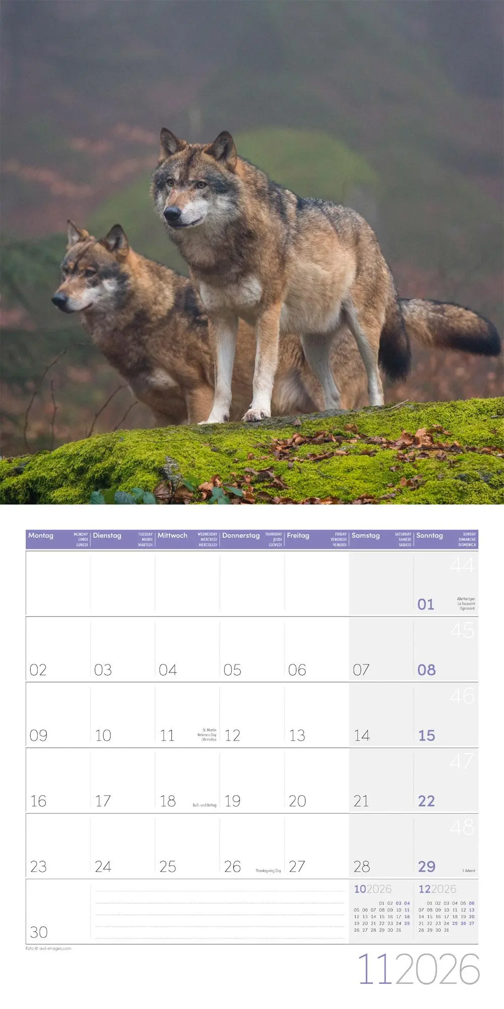 Bild: 9783838446233 | Wölfe Kalender 2026 - 30x30 | Ackermann Kunstverlag GmbH | Kalender