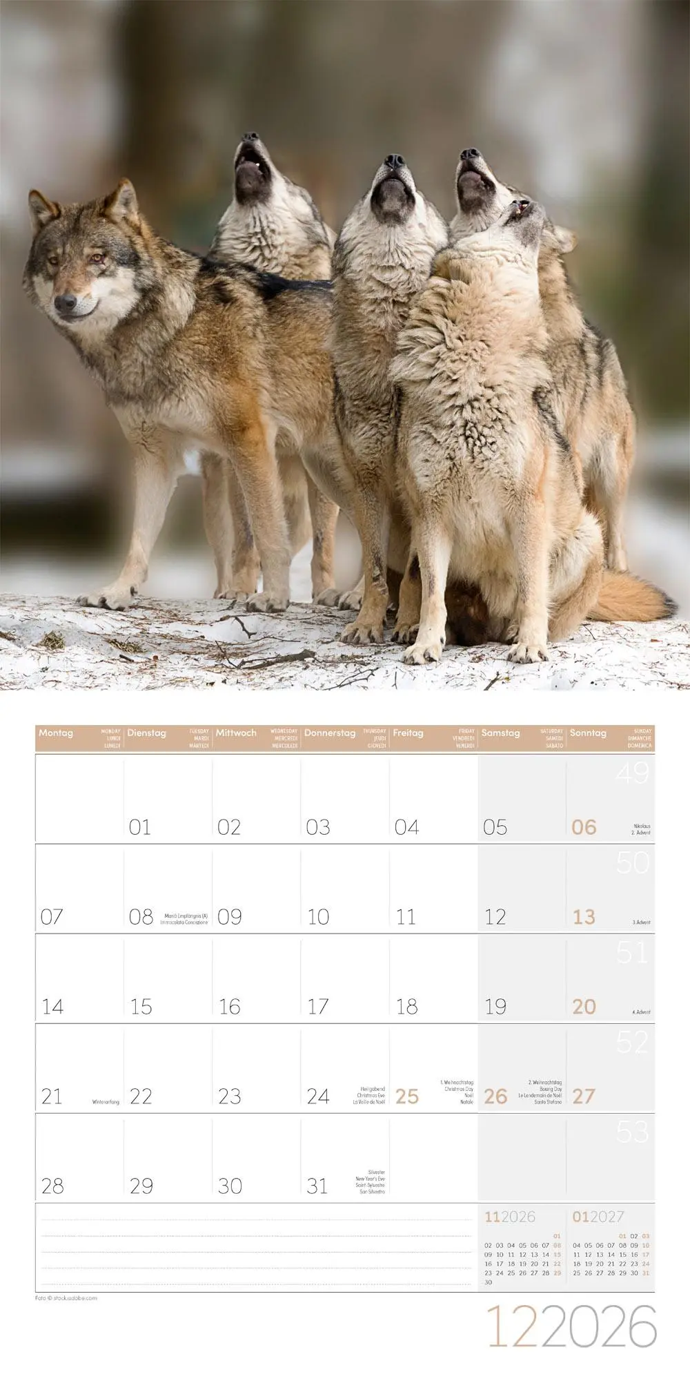 Bild: 9783838446233 | Wölfe Kalender 2026 - 30x30 | Ackermann Kunstverlag GmbH | Kalender