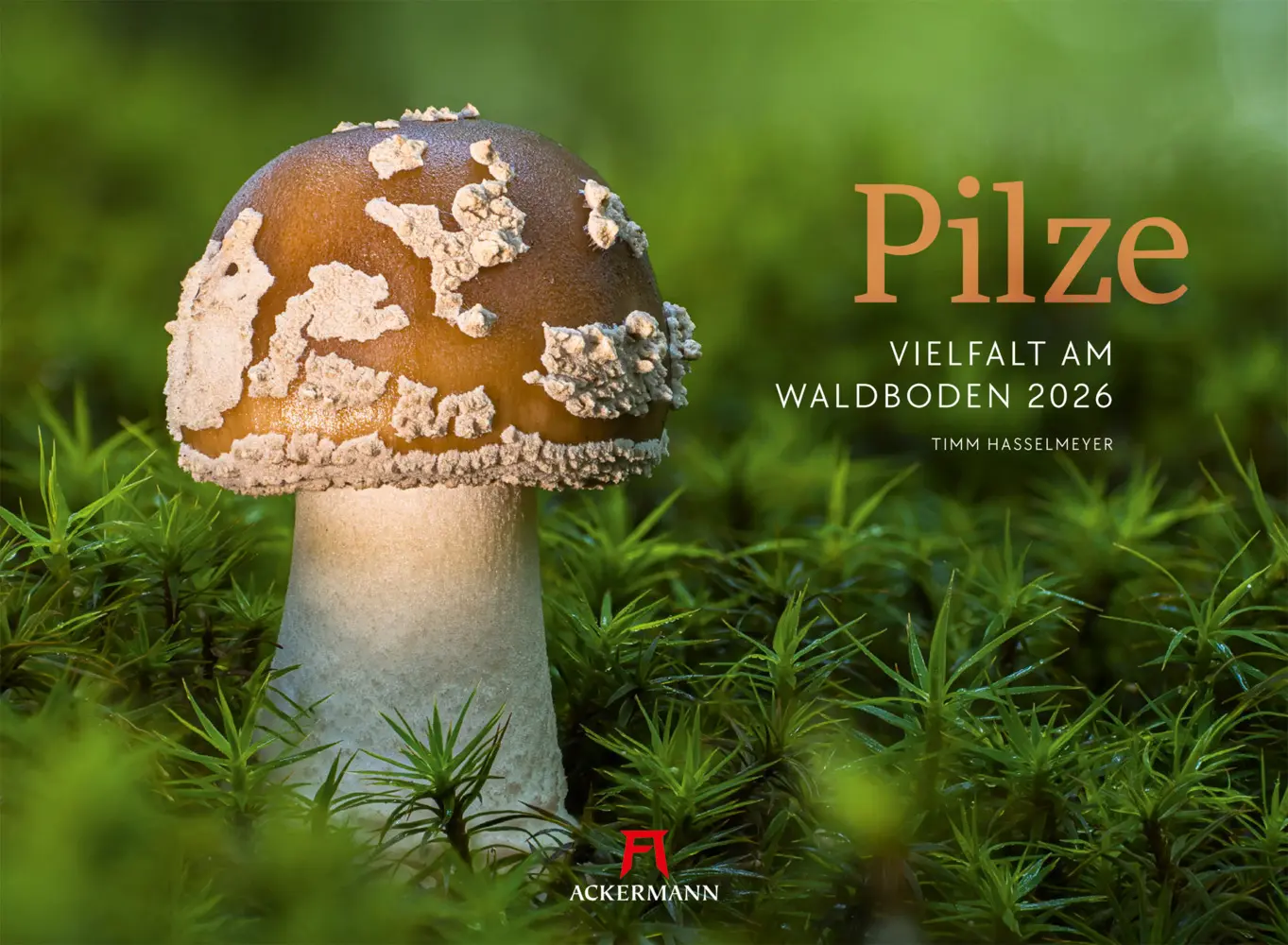 Cover: 9783838436333 | Pilze Kalender 2026 Vielfalt am Waldboden | Timm Hasselmeyer (u. a.)