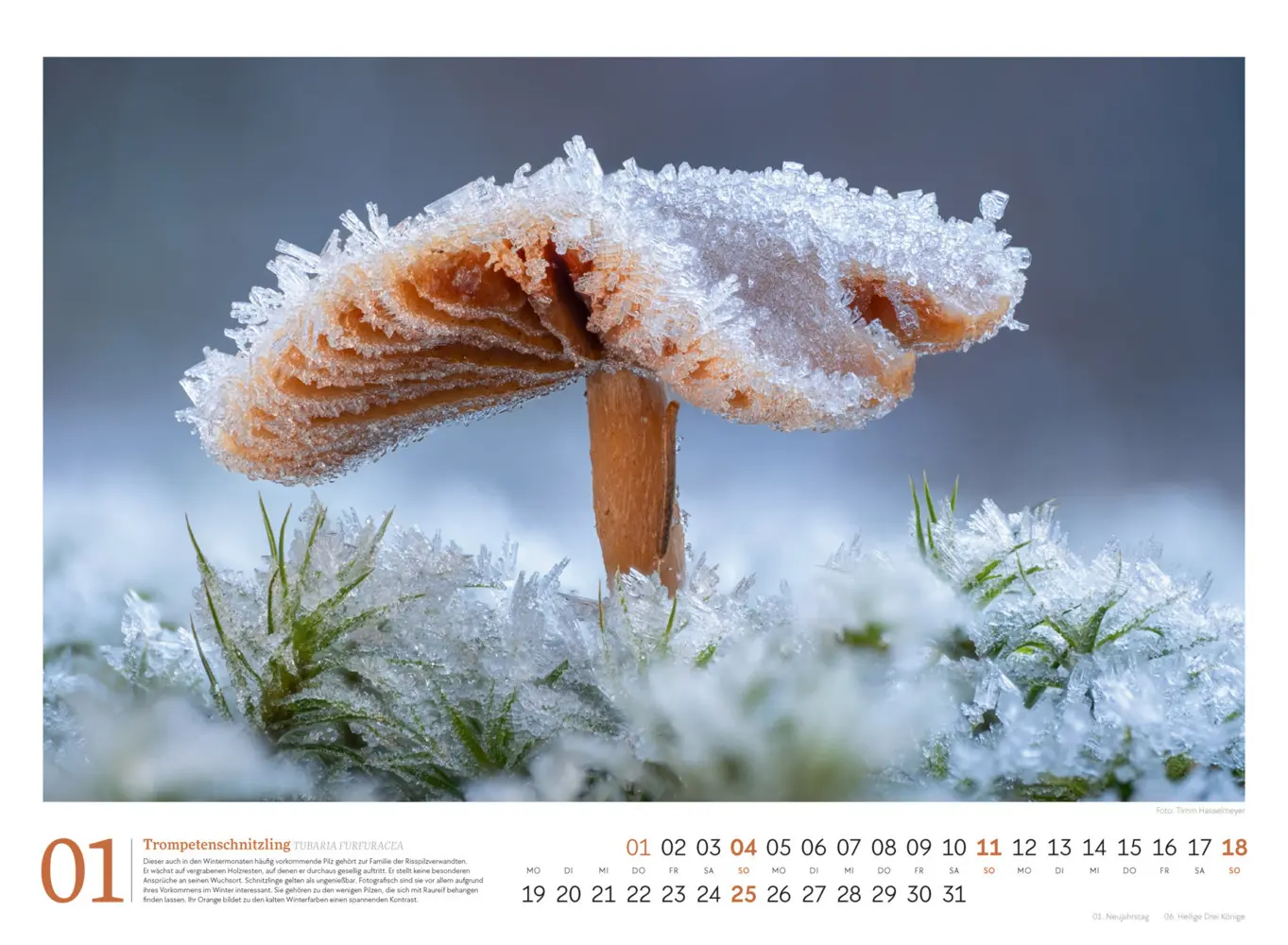 Bild: 9783838436333 | Pilze Kalender 2026 Vielfalt am Waldboden | Timm Hasselmeyer (u. a.)
