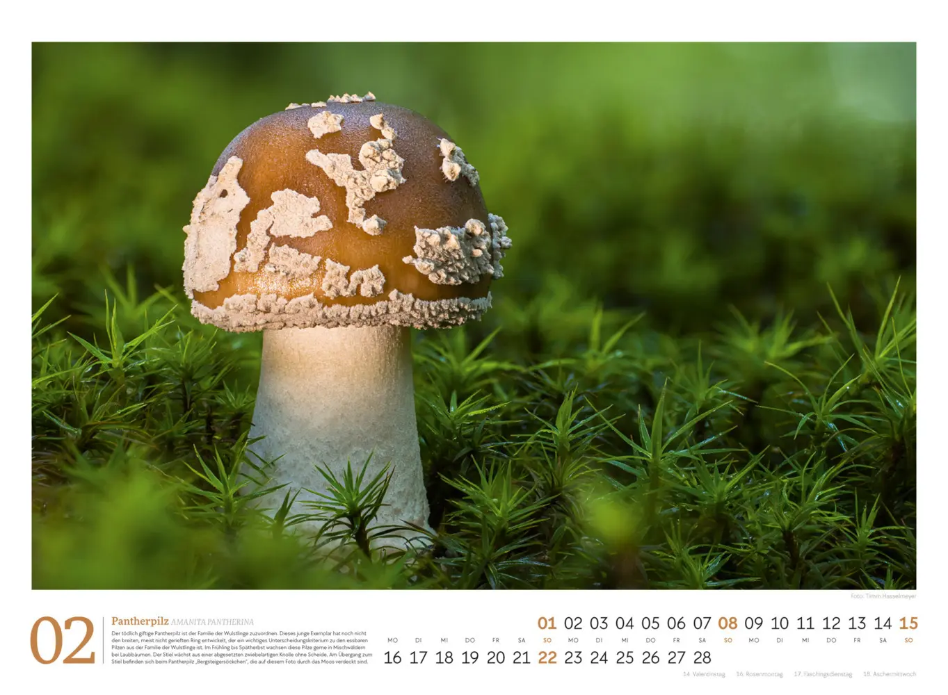 Bild: 9783838436333 | Pilze Kalender 2026 Vielfalt am Waldboden | Timm Hasselmeyer (u. a.)