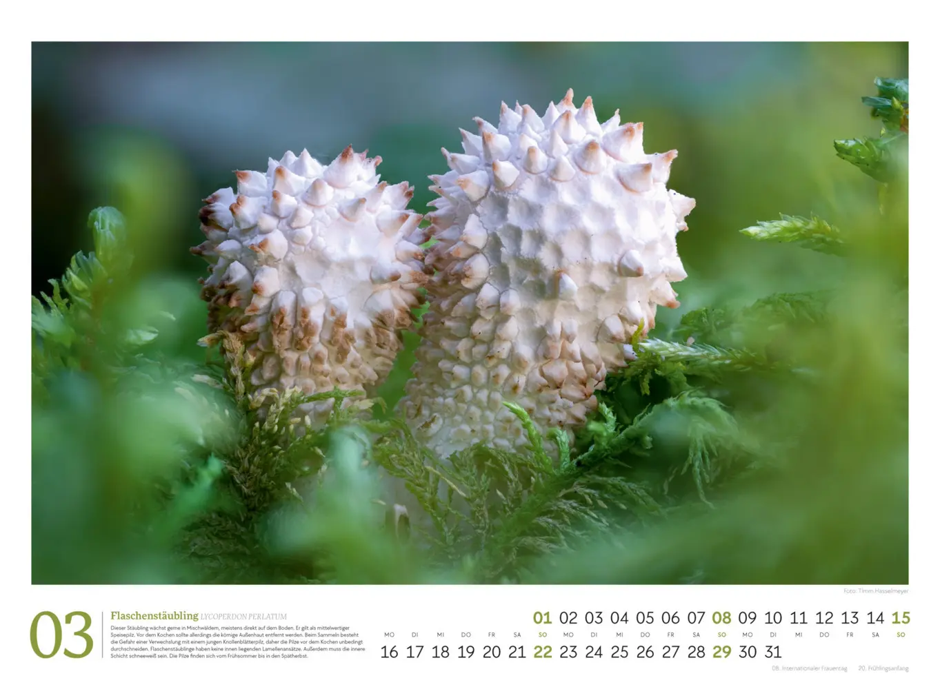Bild: 9783838436333 | Pilze Kalender 2026 Vielfalt am Waldboden | Timm Hasselmeyer (u. a.)