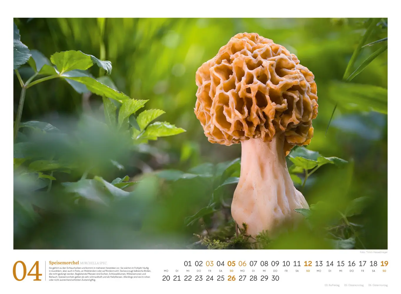 Bild: 9783838436333 | Pilze Kalender 2026 Vielfalt am Waldboden | Timm Hasselmeyer (u. a.)
