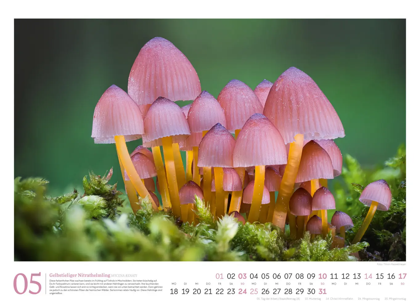 Bild: 9783838436333 | Pilze Kalender 2026 Vielfalt am Waldboden | Timm Hasselmeyer (u. a.)