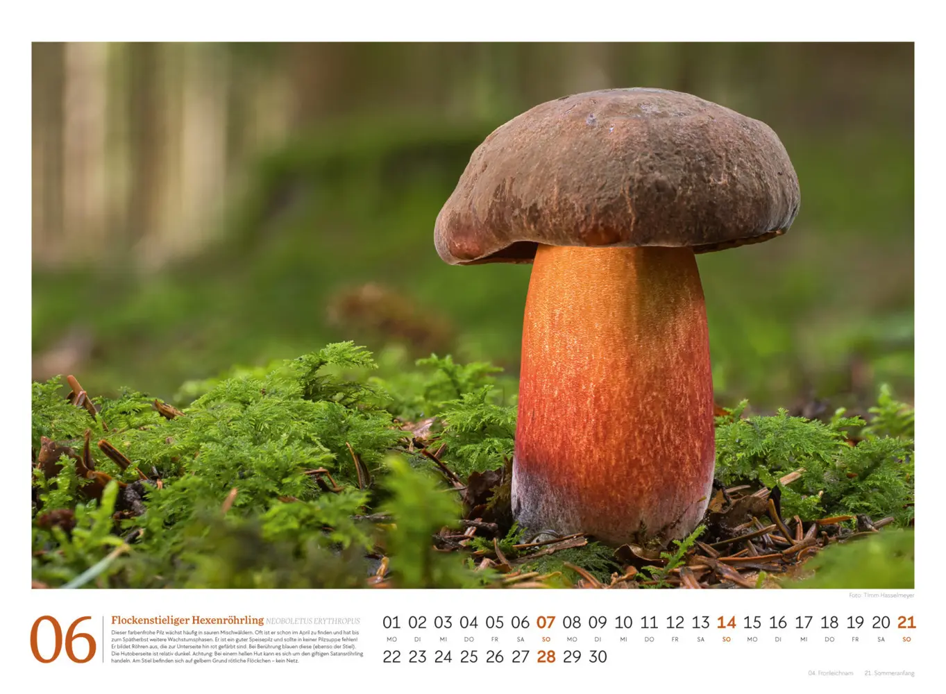 Bild: 9783838436333 | Pilze Kalender 2026 Vielfalt am Waldboden | Timm Hasselmeyer (u. a.)