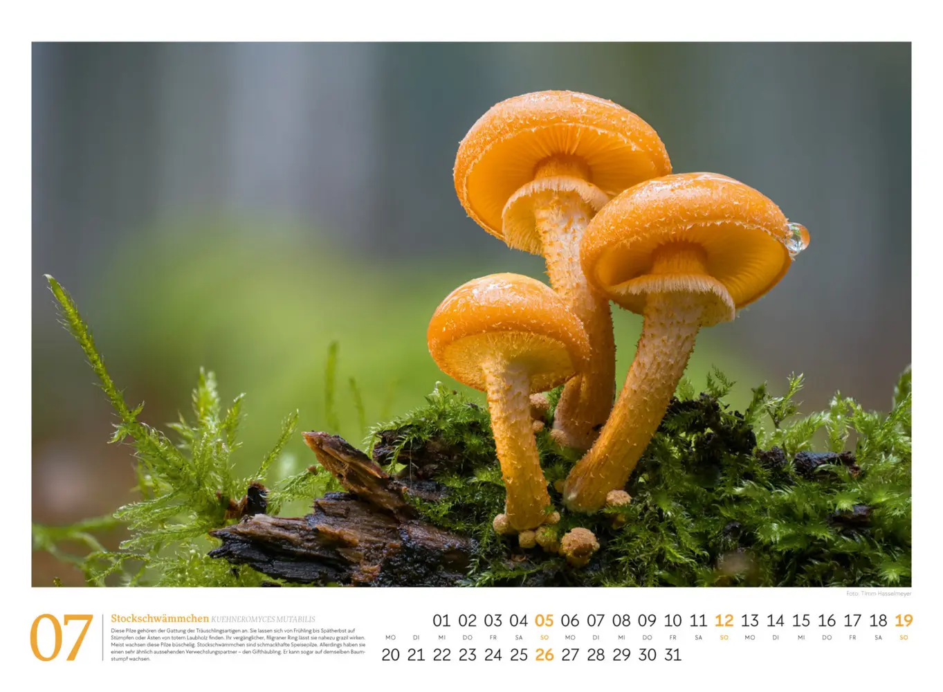 Bild: 9783838436333 | Pilze Kalender 2026 Vielfalt am Waldboden | Timm Hasselmeyer (u. a.)