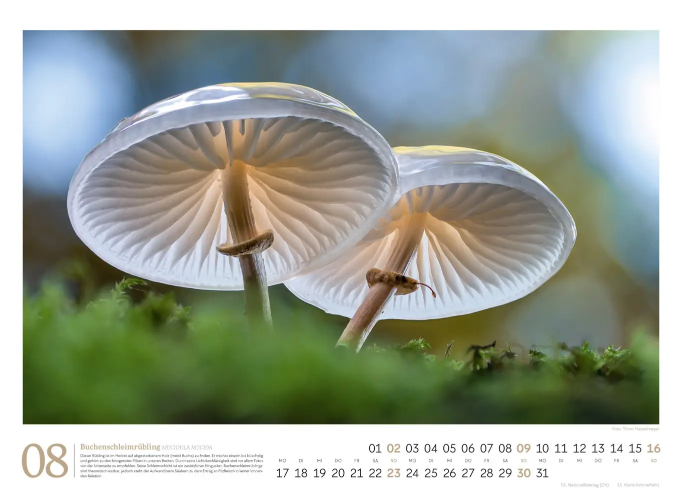 Bild: 9783838436333 | Pilze Kalender 2026 Vielfalt am Waldboden | Timm Hasselmeyer (u. a.)