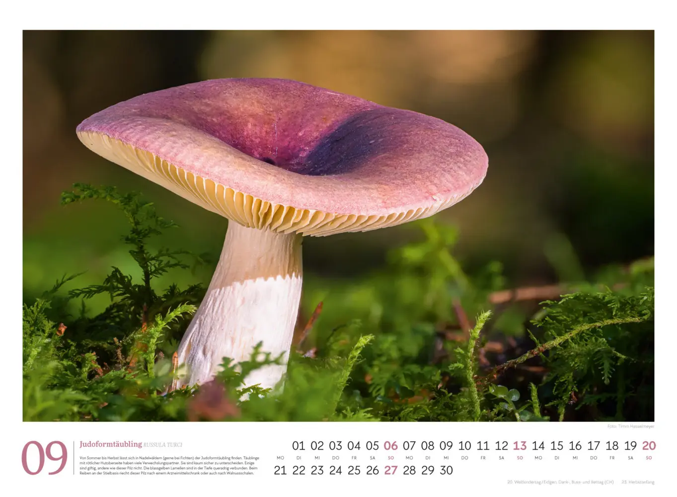 Bild: 9783838436333 | Pilze Kalender 2026 Vielfalt am Waldboden | Timm Hasselmeyer (u. a.)