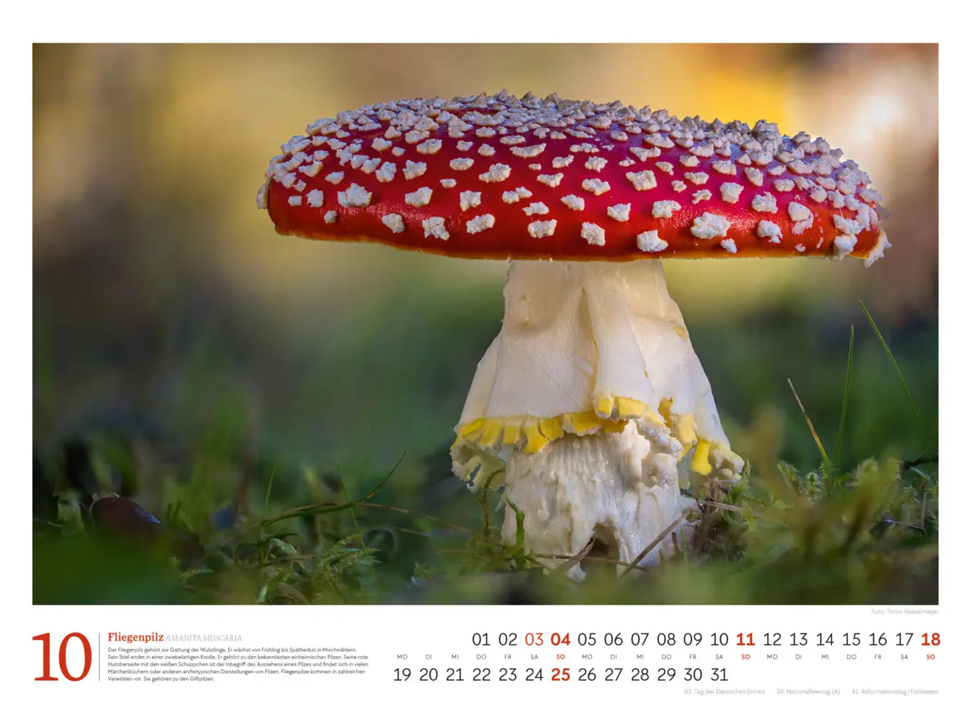 Bild: 9783838436333 | Pilze Kalender 2026 Vielfalt am Waldboden | Timm Hasselmeyer (u. a.)