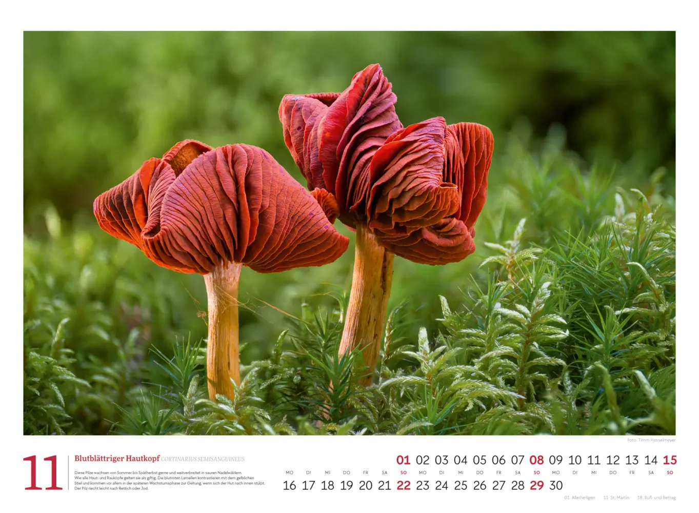 Bild: 9783838436333 | Pilze Kalender 2026 Vielfalt am Waldboden | Timm Hasselmeyer (u. a.)