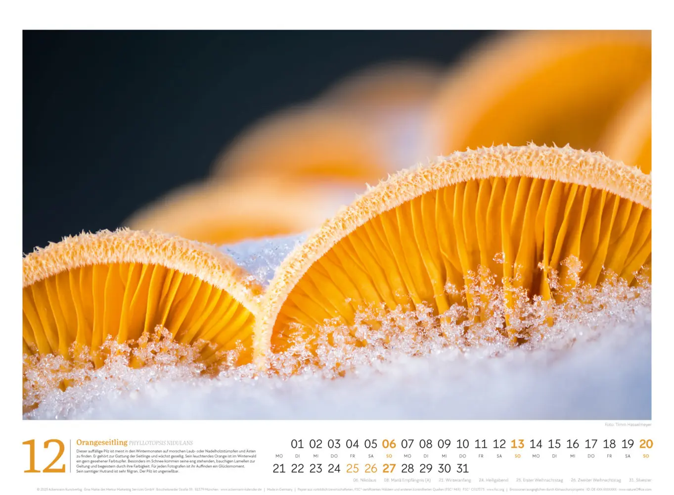 Bild: 9783838436333 | Pilze Kalender 2026 Vielfalt am Waldboden | Timm Hasselmeyer (u. a.)