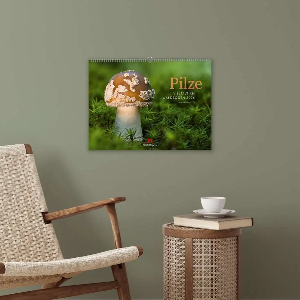 Bild: 9783838436333 | Pilze Kalender 2026 Vielfalt am Waldboden | Timm Hasselmeyer (u. a.)