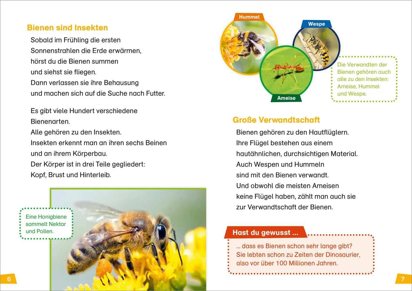 Bild: 9783788626433 | WAS IST WAS Erstes Lesen Band 5. Bienen | Christina Braun | Buch