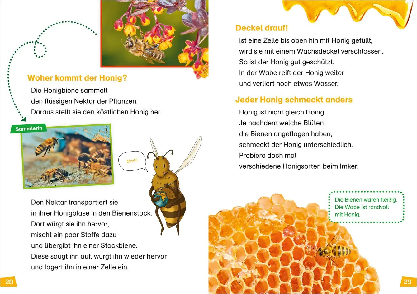 Bild: 9783788626433 | WAS IST WAS Erstes Lesen Band 5. Bienen | Christina Braun | Buch