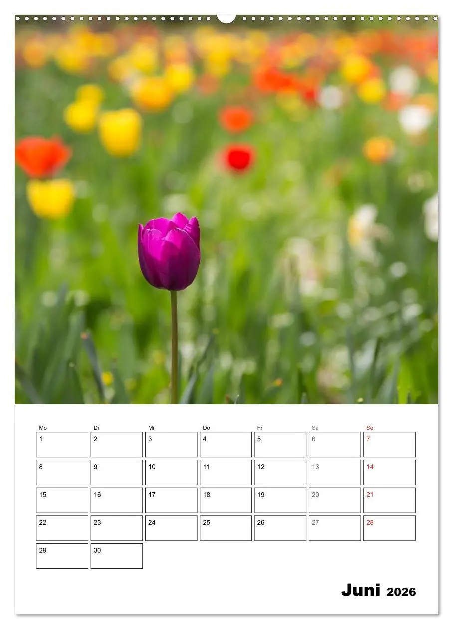 Bild: 9783516426533 | Farben der Natur (Wandkalender 2026 DIN A2 hoch), CALVENDO...