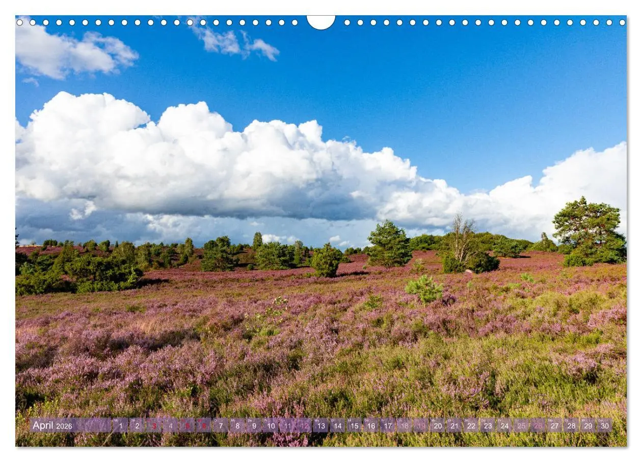 Bild: 9783457486733 | Im Blütenrausch der Lüneburger Heide (Wandkalender 2026 DIN A3...