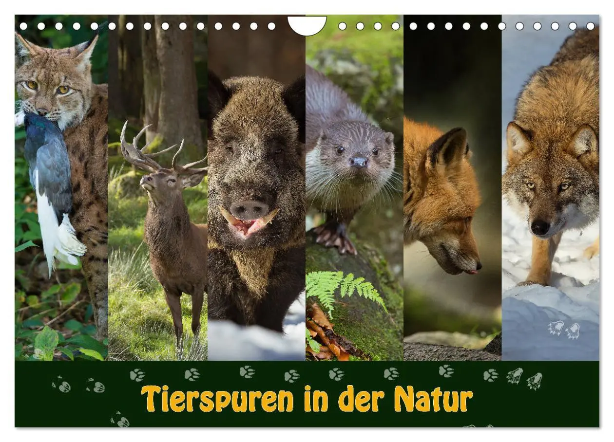 Cover: 9783457866733 | Tierspuren in der Natur (Wandkalender 2026 DIN A4 quer), CALVENDO...