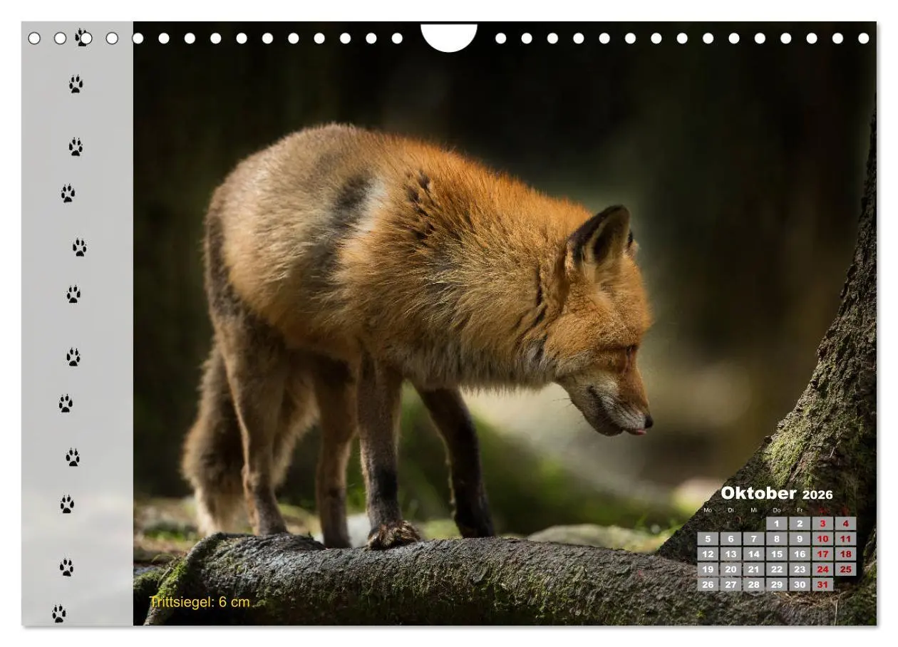 Bild: 9783457866733 | Tierspuren in der Natur (Wandkalender 2026 DIN A4 quer), CALVENDO...